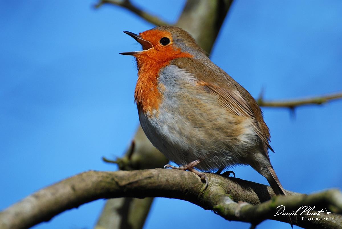David Plant Photography - Wildlife Photographer - Robin singing - L.jpg - Robin singing - Forest of Dean